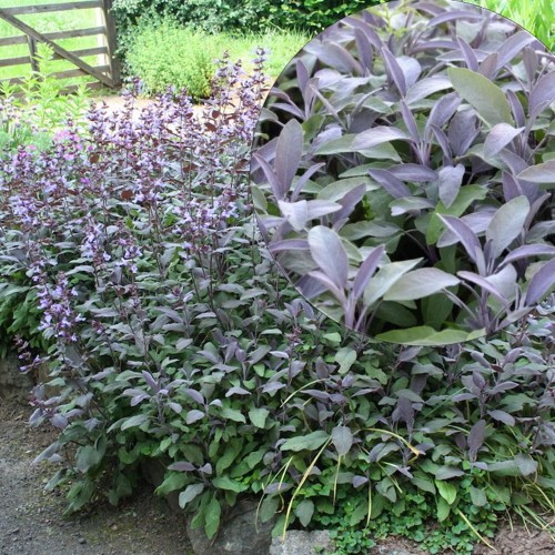 Salvia officinalis 'Mandala® Purpur' - Aedsalvei 'Mandala® Purpur'